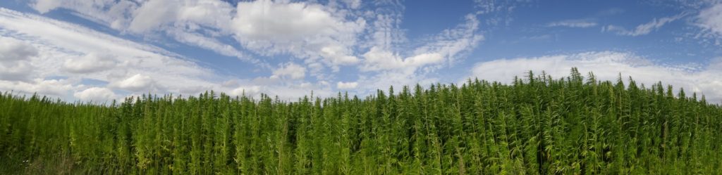 cbditaly cannabis on a farm