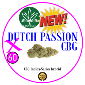 CBG DUTCH PASSION X D9-THCBO 60%