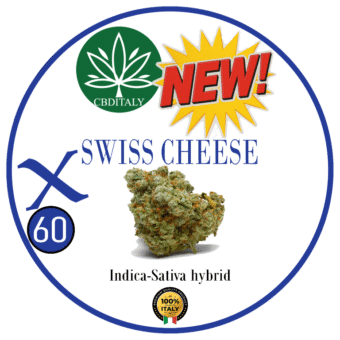 SWISS CHEESE X THCVO 60%
